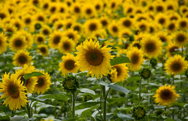 campo di girasoli