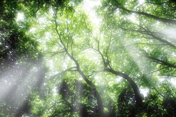 Fototapeta premium 新緑の森