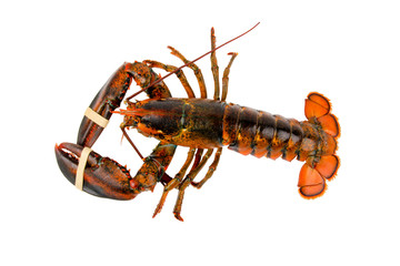 Fresh Live Lobster