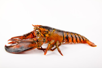 Fresh Live Lobster