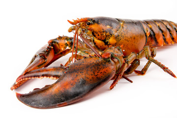 Fresh Live Lobster