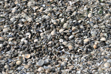 Muscheln am Strand