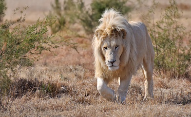 lion blanc, mâle