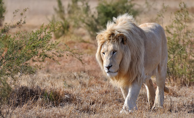 lion blanc mâle 2