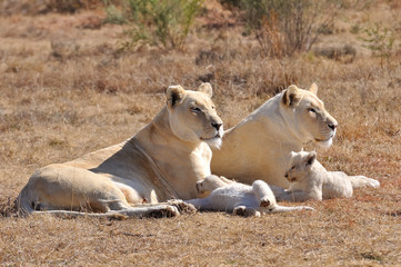 lions blancs, famille