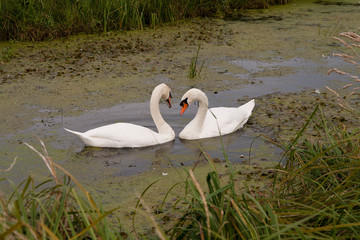 Swans, cob & pen, among pond weeds and reeds