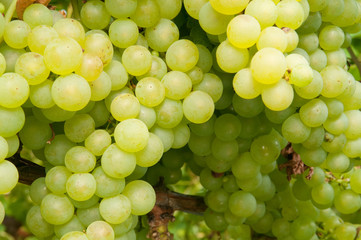 Weinreben 11.26