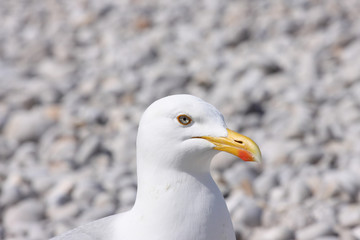 portrait of a seagull on shingle beach