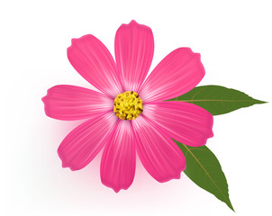 Beautiful Gerber Daisy flower with leaves. Vector.