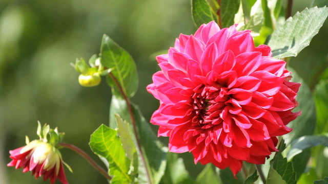 Red Dahlia