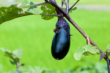 vegetable[eggplant]_02