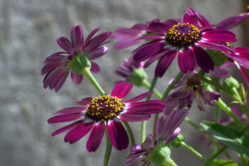 fioletowe kwiaty cynerarii © GKor
