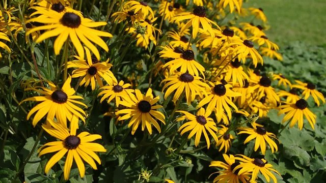 Field of Yellow Coneflowers, Echinacea paradoxa