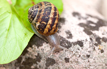 Gefleckte Weinbergschnecke Cornu aspersum