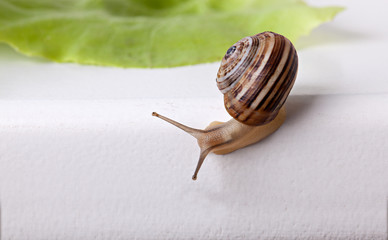 Gefleckte Weinbergschnecke Cornu aspersum