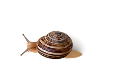 Gefleckte Weinbergschnecke Cornu aspersum