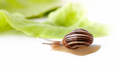Gefleckte Weinbergschnecke Cornu aspersum