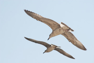 Seagull flying
