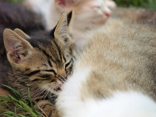 kittens suckle