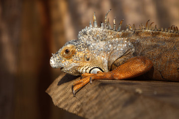 Grüner Leguan (braunes Exemplar)