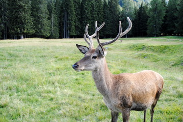 male deer  in mountain landscape