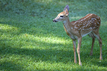 Longing fawn