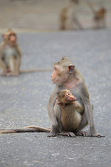 little monkey hug on mom