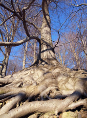 Tree with roots blanket