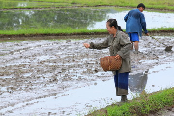Farmers are sowing paddy for rice cultivation © trahcus