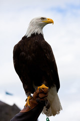 Eagle