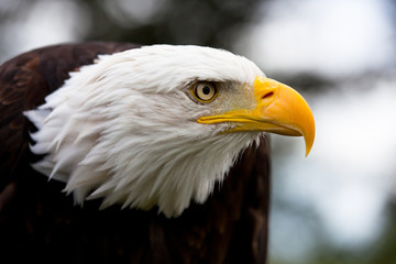 Eagle