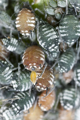 Aphids and parasites, extreme close up