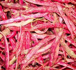 Roman cranberry or kidney beans
