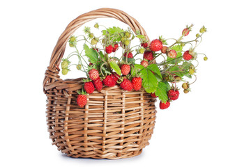 Fototapeta na wymiar Fresh wild strawberry