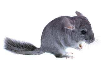 Gray ebonite chinchilla on white background.