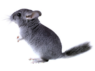 Gray ebonite chinchilla on white background.