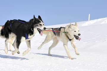 Naklejka premium sportive dogs