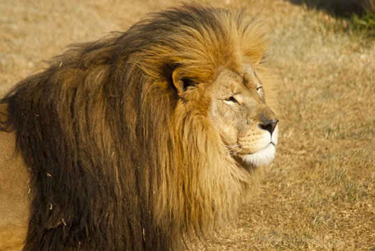 Male lion looking intently