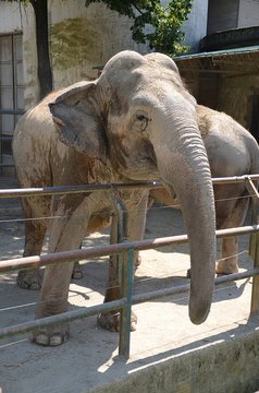 Elefante allo zoo