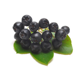 black chokeberry