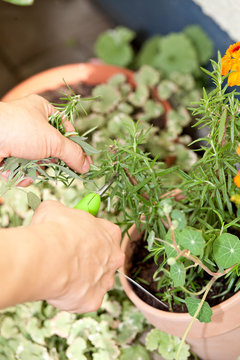 cutting herbs for cooking the meal