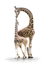 Crédence de cuisine en verre imprimé Girafe contact