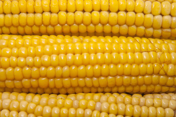 Close up of ripe golden corn