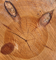 Fototapeta premium Cross section of tree with knots