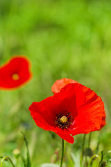 Fototapeta premium Red poppies