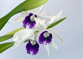 Cattleya orchid