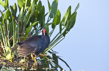 Common Moorhen (Gallinula chloropus)