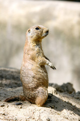 marmot