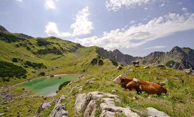 Fototapeta na wymiar Rinder auf der Sommerweide am oberen Gaisalpsee