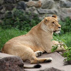 lioness